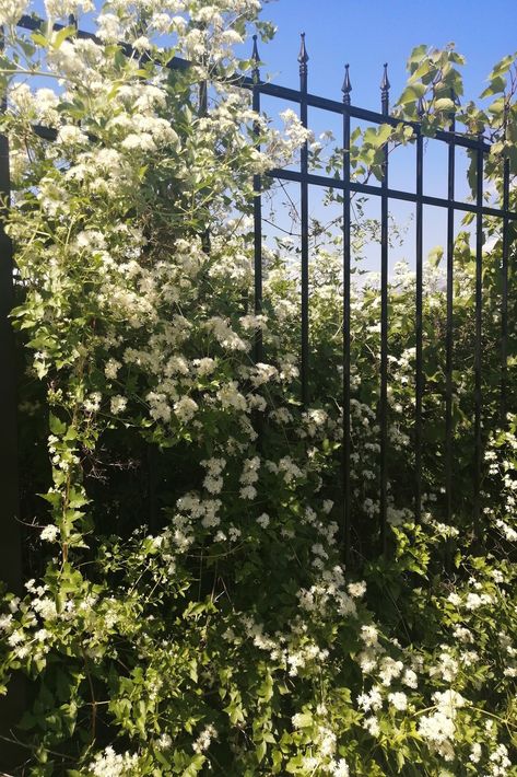 Fences Aesthetic, Fence Aesthetic, Black Widows, Native Garden, Aesthetic Images, Character Aesthetic, Boundaries, Fence, Cool Art