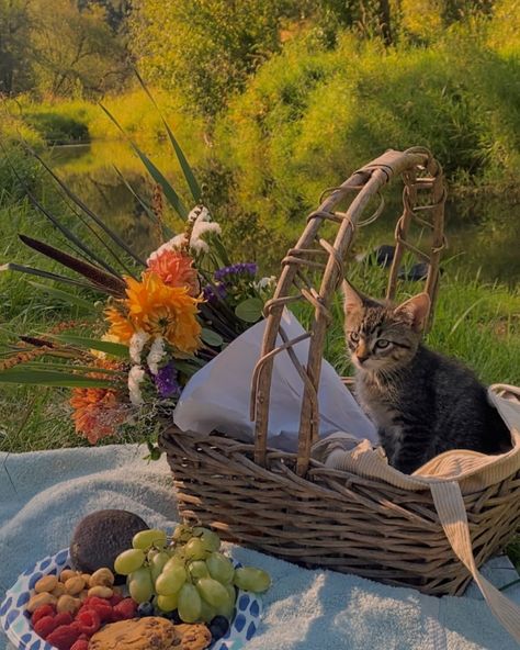 Kitty enjoying a warm afternoon with us on the creek 🧺 picnic aesthetic Summer Cats Aesthetic, Cat Picnic, Solo Picnic, Spring Moodboard, Cottagecore Picnic, Picnic Inspo, Cat Poses, Indoor Picnic, A Moveable Feast