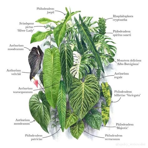 Plant Leaf Identification, Aroid Plant, Anthurium Plant, Dragon Garden, Tropical Garden Design, Plant Tattoo, Flower Room, Plant Decor Indoor, House Plants Decor