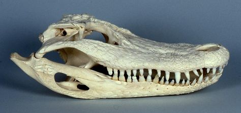 Skull of American Alligator, lateral view Condylobasal length - 209mm Alligator Skull Tattoo, Alligator Skeleton, Alligator Skull, Crocodile Skull, Dragon Skeleton, Florida Tattoos, Bone Collector, Skull Reference, Skeleton Anatomy