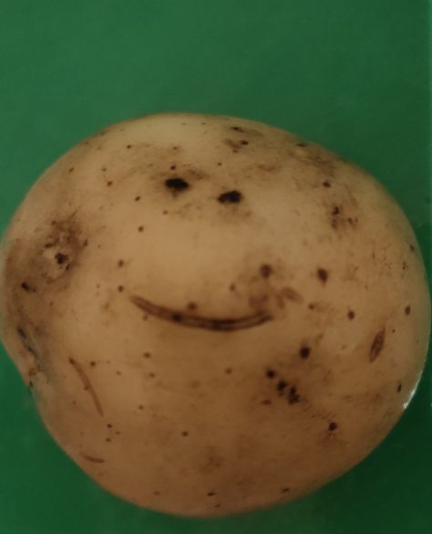 Real potato can smile:) Potatoes Cute, Happy Potato, Just For Laughs Videos, Food Food, Hair Inspo, Potato, Mango, Canning, Hair