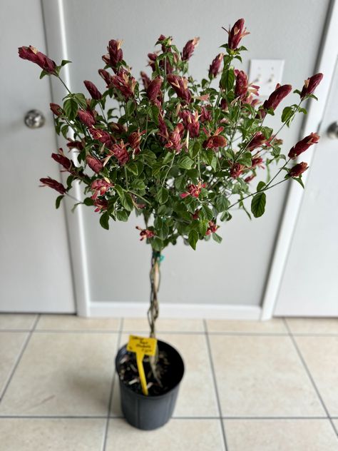 Introducing the stunning Braided Shrimp Tree Red, a unique and beautiful addition to any tropical garden. This striking Justicia brandegeana plant is a favorite among hummingbirds and is sure to bring color and vibrancy to your outdoor space. With its braided trunk and vibrant, drooping shrimp-like bracts, this plant is a true standout. The Braided Shrimp Tree Red is easy to care for and can reach heights of two to six feet, making it a perfect choice for adding height and visual interest to ... Shrimp Tree, Red A, Tropical Garden, Hummingbirds, Outdoor Space, Trunk, Braids, Bring It On, Canning