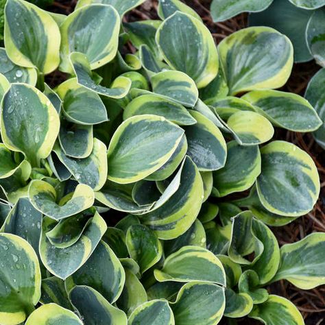 Mini Hostas, Variegated Hosta, Edging Plants, Shade Loving Perennials, Mighty Mouse, White Flower Farm, Hosta Gardens, Hosta Plants, Perennial Shrubs