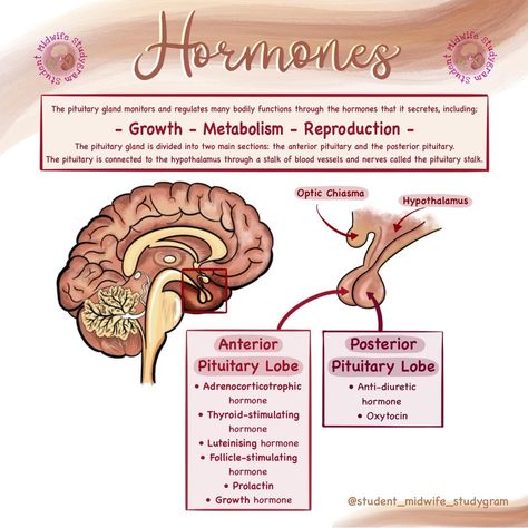 🧠 Hormones By @student_midwife_studygram 🧠  The pituitary gland is a small, pea-sized gland located at the base of the brain below the hypothalamus. It’s a part of the endocrine system and is in charge of making several essential hormones. The pituitary gland also tells other endocrine system glands to release hormones.  #midwife #midwifelife #midwiferystudent #midwiferyart #midwiferynotes #anatomy #anatomyandphysiology #physiology #biology #pituitarygland #hormone #hormonesbalance Pituitary Gland Healing, Hypothalamus And Pituitary Gland, Anterior Pituitary, Midwifery Student, The Endocrine System, Student Midwife, Pituitary Gland, Pineal Gland, Sweat Gland