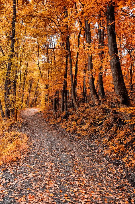 The Autumn Road. Source plus.google.com Leaves On The Ground, Fall Hike, Autumn Scenes, Cat Air, Autumn Scenery, Dirt Road, Foto Art, Autumn Beauty, Fall Pictures