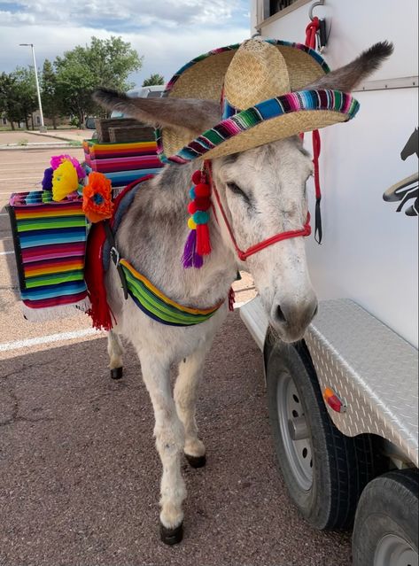 Mexican Culture Art, Cute Donkey, Truck Ideas, Mexican Culture, Donkeys, Burritos, Animals Beautiful, Culture Art, Art Reference