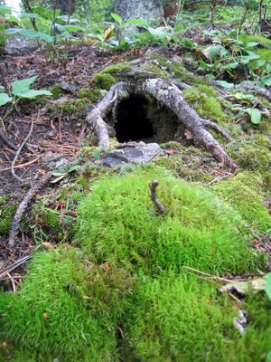 Ground squirel burrow Waterton, Alberta moss,roots,hole,underground,forest,trees,ground Hole In Ground, Underground Forest, Waterton Alberta, Sonic Landscape, Forest Ground, Tree Hole, Science Images, Hollow Tree, Underground Caves