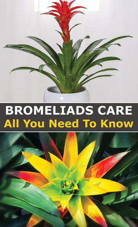 Bromelia Garden Ideas, Landscaping With Bromeliads, How To Care For Bromeliads, Bromilades In Pots, Bromeliads Care Indoor, Bromeliad Garden Ideas, Tropical House Plants Indoor, Bromeliad Indoor, Bromeliad Landscaping Ideas