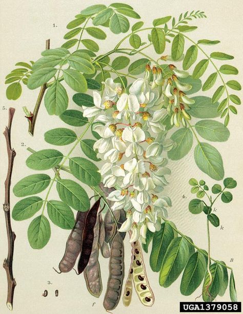 Robinia Pseudoacacia, Fauna Illustration, Plant Drawing, Botanical Painting, Tree Illustration, Scientific Illustration, Botanical Drawings, Plant Illustration, Plant Art