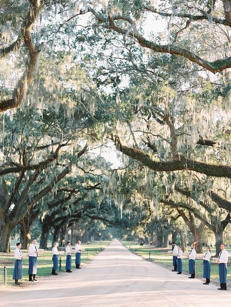 Champagne Lane - Boone Hall Wedding by Clary Pfeiffer Photography Boone Hall Wedding, Dock Wedding, Boone Hall, St Louis Wedding, Historic Wedding, Front Lawn, Mount Pleasant, Wedding Prices, Charleston Wedding