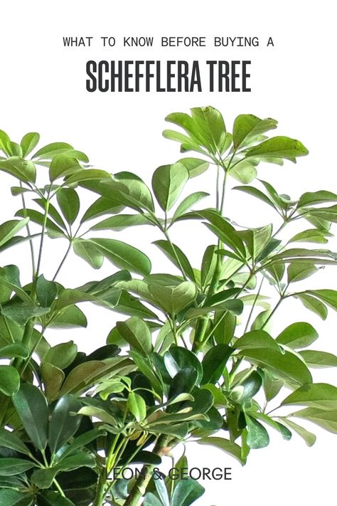 Sheffelara Plant Care, Propagating Schefflera, Schefflera Amate Plant, Umbrella Tree Houseplant, Schefflera Tree, Schefflera Arboricola Care, Schefflera Plant, Umbrella Plant, Umbrella Tree