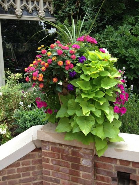 Lantana (?) sweet potato vine, geranium, dracena Container Gardening Ideas, Container Garden Design, Potato Vines, Garden Vines, Dream Yard, Container Gardening Flowers, Magic Garden, Garden Containers, Backyard Garden Design