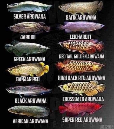 Arwana Fish, Fish Chart, Oscar Fish, Ikan Air Tawar, Tropical Fish Aquarium, Tropical Freshwater Fish, Dragon Fish, Discus Fish, Betta Fish Tank