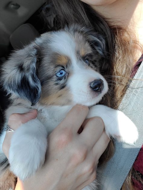 Tattoos Dog, Cute Fluffy Dogs, Puppies Cute, Cute Dogs Images, Very Cute Puppies, Aussie Puppies, Really Cute Puppies, Super Cute Puppies, Cute Dog Photos