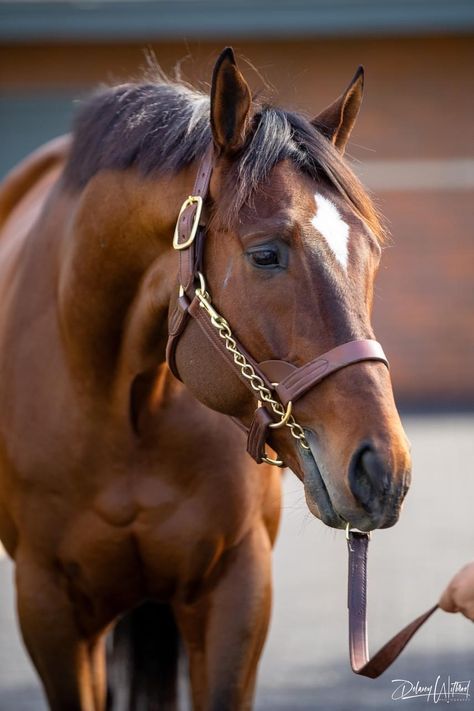 Standardbred Horse, Unique Thoroughbred, Chestnut Thoroughbred, Thoroughbred Horse Chestnut, Ottb Horses Thoroughbred, Race Horses Thoroughbred, Horse Riding Tips, Beautiful Horse Pictures, Thoroughbred Racehorse