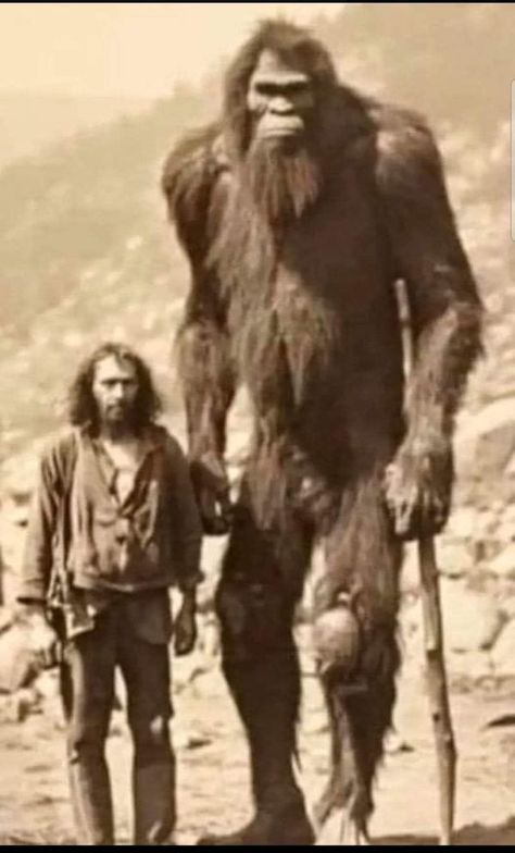 Real Bigfoot Pictures, Real Bigfoot, Creepy Old Photos, Gym Fails, Bigfoot Pictures, Bigfoot Art, Vintage Photo Prints, Bigfoot Sightings, Photo Sizes