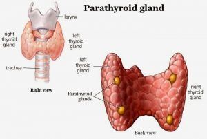 Parathyroid Disease, Low Thyroid Remedies, Thyroid Surgery, Thyroid Remedies, Thyroid Supplements, Low Thyroid, Thyroid Gland, Thyroid Health, Endocrine System