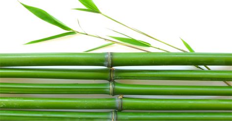 Bamboo Extract = Silica: The Best Kept Secret For Healthy Hair, Radiant Skin and Strong Nails Thicker And Longer Hair, Vitamins For Healthy Hair, Hair Nutrients, Colored Hair Tips, Hair Skin And Nails, Polished Hair, Vitamins For Hair Growth, For Healthy Hair, Natural Hair Beauty