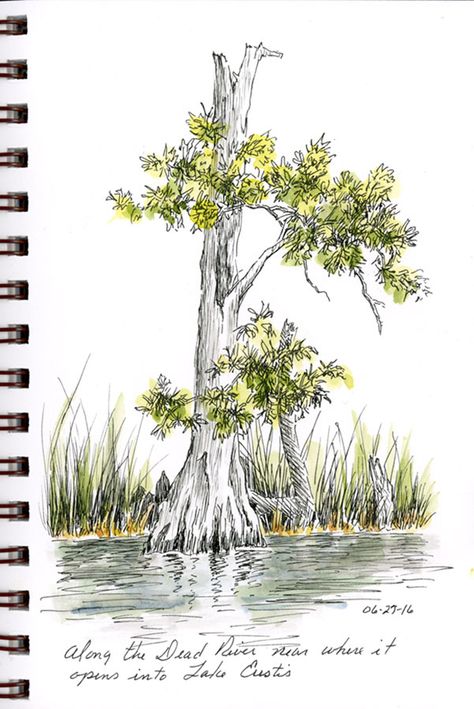 sbwatercolors and sketching: Cypress Tree Sketch - Pen and Ink Roots Illustration, Tree Sketch, Architectural Plants, Louisiana Art, Pen And Wash, Nature Sketch, Tree Sketches, Pen Art Drawings, Watercolor Art Paintings