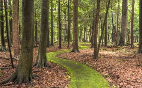 Miss this wonderful state Park in PA ~ Walk Cook Forest's Emerald Path | Visiting the PA Great Outdoors Pennsylvania Bucket List, Allegheny National Forest, Forest Elopement, A Walk In The Woods, Forest Road, Thunder And Lightning, The Road Less Traveled, Ancient Tree, Woodland Garden