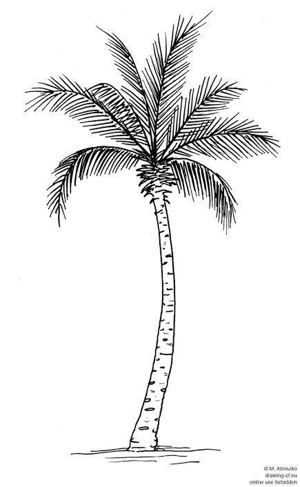 Palm Tree Line Drawing, Palm Tree Sketch, Tree Line Drawing, Trees Drawing Tutorial, Trees Drawing, Tree Drawing Simple, Firework Colors, Palm Tree Drawing, Diwali Drawing