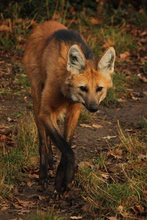 Maned Wolves, Regard Animal, Maned Wolf, Tattoo Nature, Stuttgart Germany, Animal Study, Interesting Animals, Fascinating Facts, Pretty Animals