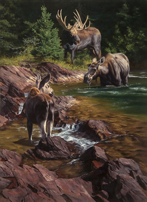 Greg Beecham, Moose Painting, Moose Pictures, Jackson Hole Art, North American Wildlife, Deer Photos, Hunting Art, Representational Art, Image Nature