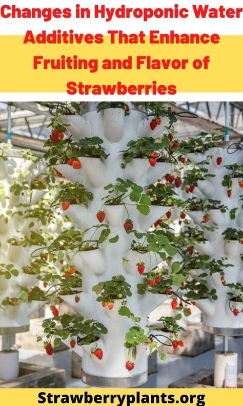 Fruit Hydroponics, Hydroponic Solution, Hydroponic Strawberries, Indoor Hydroponic Gardening, Strawberry Planters, Aquaponic Gardening, Strawberry Garden, Hydroponic Growing, Growing Strawberries