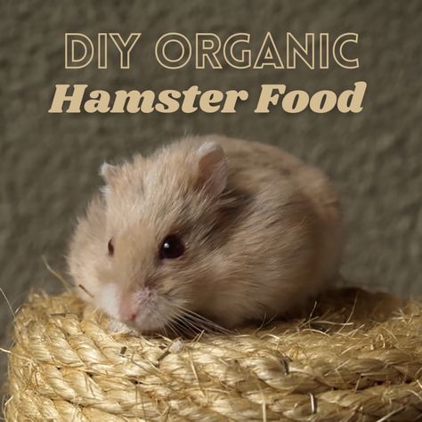 Diy Hamster Food, Hamster Diet, Meal Worms, Hamster Food, Fruit Bearing Trees, Hamster Care, Hamster Eating, Cute Hamster, A Hamster