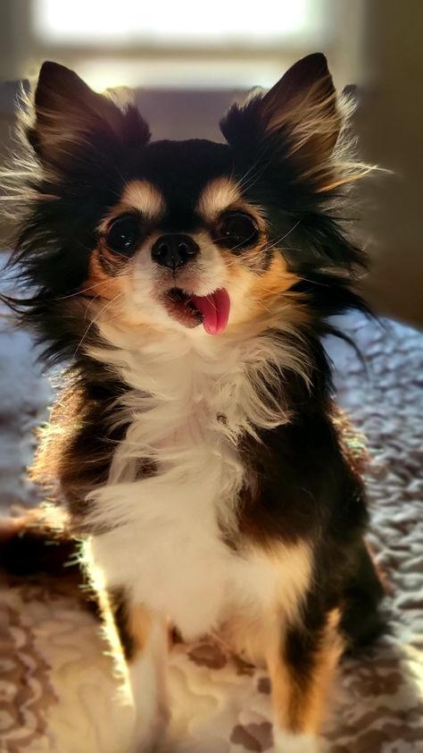 My Emmy! Long Haired Chihuahua 🐾🐾🐶💕💓💕 Chihuahua Long Coat, Apple Head Chihuahua Long Hair, Long Haired Apple Head Chihuahua, Small Doggies, Chiwawa Puppies, Longhaired Chihuahua, Long Haired Chihuahua Puppies, Chihuahua Teacup, Long Coat Chihuahua