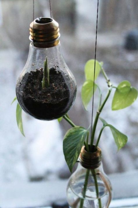 15 Innovative Ways To Repurpose A Light Bulb Recycled Light Bulbs, A Well Traveled Woman, Old Lights, Garden Bulbs, Deco Floral, Planting Bulbs, Garden And Yard, Window Sill, Indoor Garden