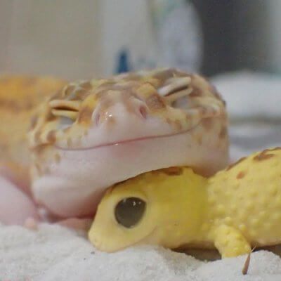 Leopard Gecko Cute, Cute Gecko, Cute Lizard, Cute Reptiles, Baby Animals Pictures, Super Cute Animals, Pretty Animals, Baby Animals Funny