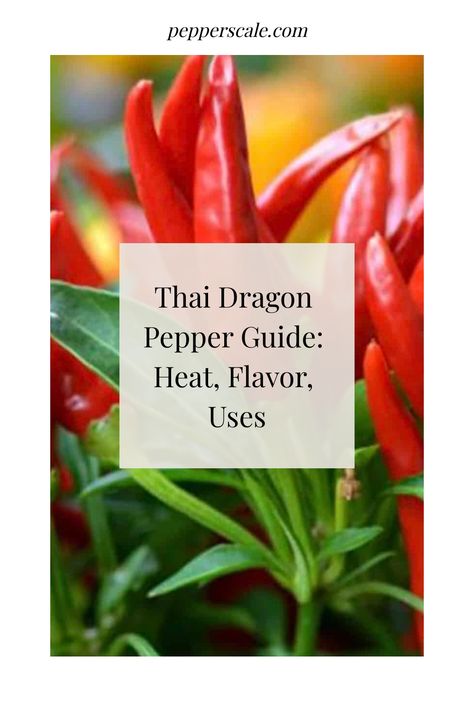 Thai Dragon Pepper Guide: Heat, Flavor, Uses Thai Chili Pepper Recipes, Pepper Scale, Types Of Chili Peppers, Thai Dragon, Thai Chili Paste, Thai Peppers, Thai Chili Pepper, Chili Pepper Recipes, Thai Chili Sauce