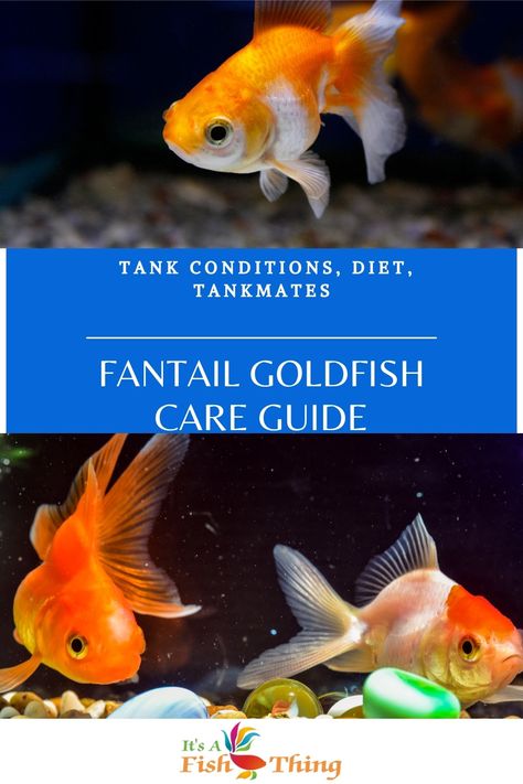 2 photos of fantail goldfish swimming Goldfish Care Guide, Goldfish Species, Best Aquarium Fish, Goldfish Care, Small Fish Pond, Fantail Goldfish, Fancy Goldfish, Goldfish Tank, Aquatic Garden