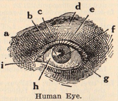 classic human eye anatomy drawing Eye Anatomy Diagram, Medical Drawings, Eye Anatomy, Male Figure Drawing, Realistic Eye Drawing, Victorian Illustration, Eye Illustration, Human Figure Drawing, Graphics Fairy