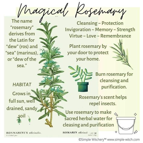 Witchy Rosemary Uses, Magical Properties Of Rosemary, Rosemary Magical Uses, Rosemary Properties Magic, Rosemary Herb Magic, Rosemary Uses Diy, Spells With Rosemary, Rosemary Medicinal Uses, Rosemary Herb Uses