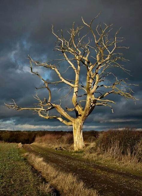 Fall Field Painting, Tree Stands, Bare Tree, Lone Tree, Old Trees, Dark Sky, Tree Photography, Airbrush Art, Nature Tree