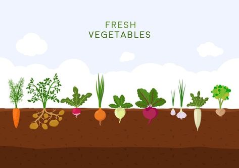 Free Vector | Growing vegetables illustration Veggies Illustration, Underground Illustration, Onion Potatoes, Growing Spinach, Vegetable Pictures, Vegetable Illustration, Planting Sunflowers, Root Veggies, Garden Illustration