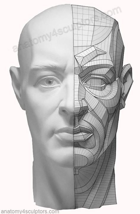 Planes Of The Face, Head Anatomy, Facial Anatomy, Face Anatomy, Anatomy Sculpture, 얼굴 드로잉, Anatomy Tutorial, Human Anatomy Drawing, 얼굴 그리기