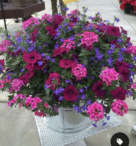 Spiller Flowers For Pots, Flower Pot Outdoor Ideas, Petunia Container Ideas, Annual Planters Ideas, Petunia Planters, Planter Arrangements Outdoor, Potted Flowers For Patio, Front Porch Flower Pots, Patio Flower Pots