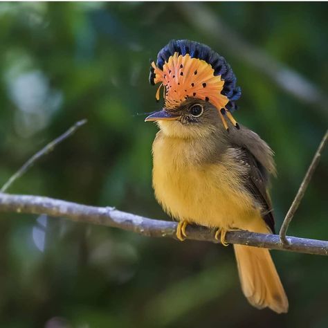 Royal Flycatcher, Parakeet Bird, Birds And The Bees, Most Beautiful Birds, Bird Poster, Exotic Birds, Pretty Birds, Cute Animal Pictures, Colorful Birds