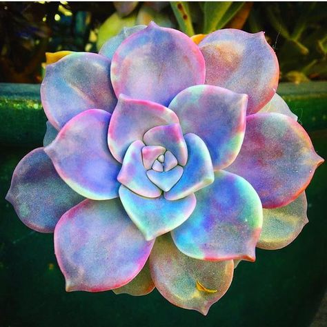 Ashley Jordan, Flower Reference, Purple Succulents, Mini Gardens, Colorful Succulents, Succulent Gardening, Unusual Plants, Cactus Y Suculentas, Pretty Plants