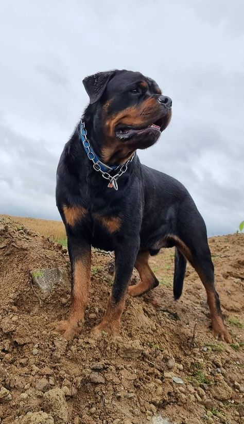 I love rottweiler. Do you love rottweiler, Than follow us. Rottweiler is a cuttest dog. Follow us if we love rottweiler dog. Roman Rottweiler, Rottweiler Pictures, German Rottweiler, Bass Fishing Shirts, Rottweiler Lovers, Rottweiler Dog, Sporting Dogs, Sweet Dogs, Working Dogs