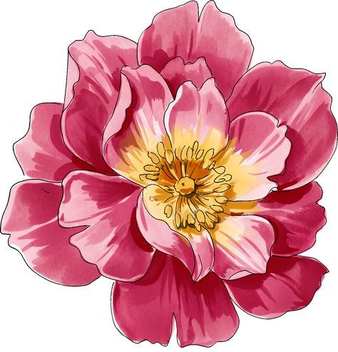 Lola Dupre, Rose Flower Png, Peony Illustration, Maggam Blouses, Doodles Ideas, Hd Flowers, Whimsical Flower, Roses Art, Botanical Flower Art