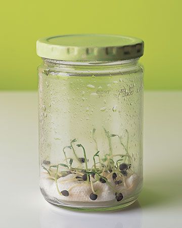 How to Grow Beans and Lentils-- and give your kids a fun temporary terrarium to watch the change daily. Beans And Lentils, Diy Projects For Kids, Dried Beans, Diy Garden Projects, Seed Starting, In A Jar, Jar Crafts, Glass Containers, Green Plants