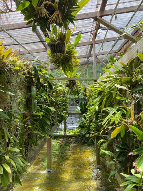 Orchid Plants Plant-mom Hawaii Living Green Green house Green Nature Orchid Nursery, Castle Project, Orchid House, Shade House, Greenhouse Ideas, Backyard Greenhouse, Garden Idea, Magic Garden, Children Playing