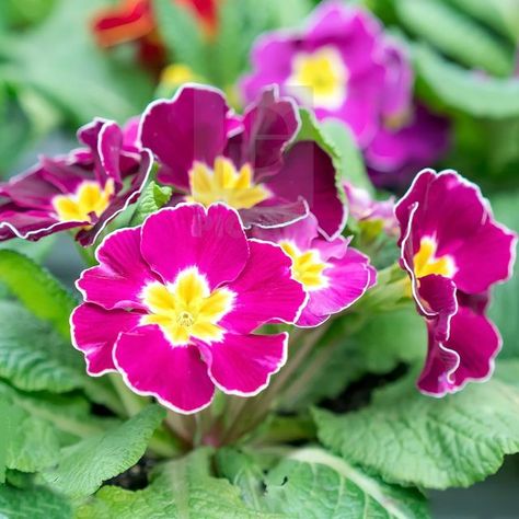 ✨💫🌺🌻🌸🌼🌷💫✨ on Instagram: "Primula vulgaris, the common primrose, is a species of flowering plant in the family Primulaceae, native to western and southern Europe, northwest Africa, and parts of southwest Asia. The common name is primrose, or occasionally common primrose or English primrose to distinguish it from other Primula species also called primroses. None of these are closely related to the evening primroses (genus Oenothera)." Primula Denticulata, Common Names, Southern Europe, Evening Primrose, Summer Breeze, Spring Floral, Planting Flowers, Blossom, Watercolor Paintings