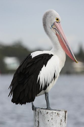 Australian Pelican (Pelicanus conspicillatus. The pouched bill of the Australian pelican can be up to 50cm (1.5 feet) long. These massive seabirds use a wingspan topping 2.5 meters (8 feet) to glide gracefully, often for hundreds of miles, using thermal updrafts to gain altitude Psalm 102, Australian Pelican, Aussie Animals, Pelican Art, Australian Fauna, Birds Of Australia, Australia Animals, Australian Wildlife, Australian Birds