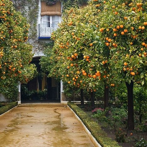 Orange Trees in a Garden in Sevilla Citrus Tree Garden, Tree Garden Design, Fruit Trees Backyard, Yard Flowers, Fruit Tree Garden, Citrus Tree, Entrance Garden, Orchard Garden, Citrus Garden