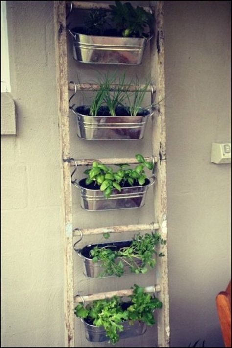 CONTAINER HERB GARDENS AND OTHER HERB GARDEN IDEAS Apartment Herb Gardens, Herb Garden Wall, Container Herb Garden, Wall Planters Indoor, Old Ladder, Small Vegetable Gardens, Vertical Herb Garden, Indoor Herb Garden, Herbs Indoors